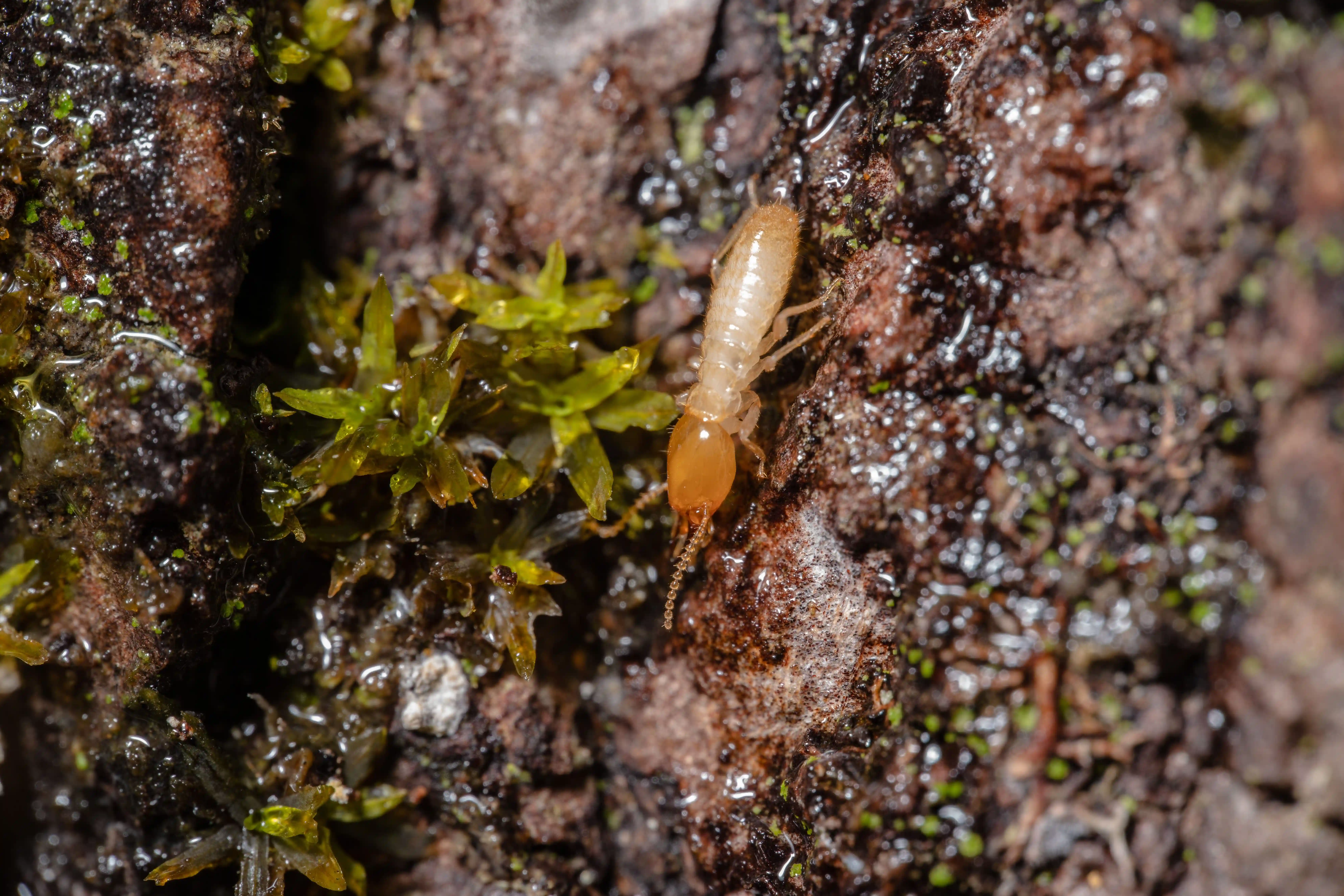 Termite Damage Attorney