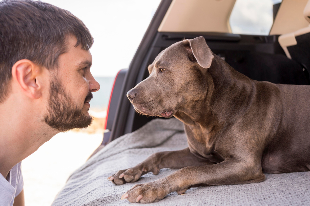 Two Ways to Prove an Injury Claim in California: Negligence in Car Crashes and Strict Liability in Dog Bites